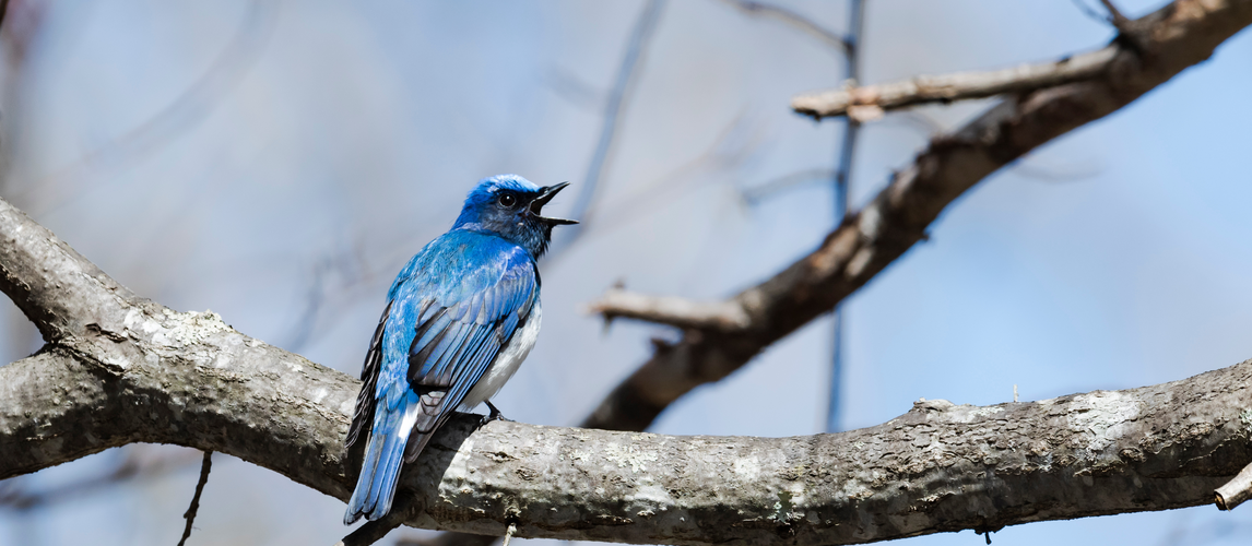 Ausgezwitschert? Twitter-Beschäftigte von Kündigungswelle überrascht | © AdobeStock | sandpiper