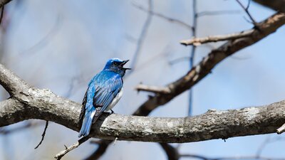 Ausgezwitschert? Twitter-Beschäftigte von Kündigungswelle überrascht | © AdobeStock | sandpiper