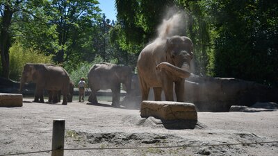 Betriebsrat vs. Geschäftsleitung – Auseinandersetzung im Tierpark Hagenbeck   | © AdobeStock | PhotoArt