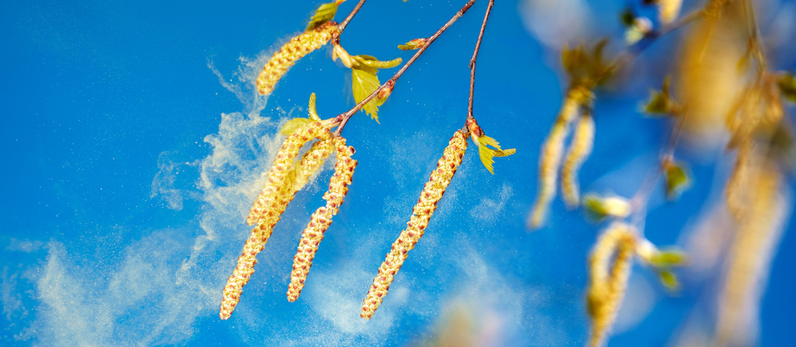 Heuschnupfen im Job | © AdobeStock | Ingo Bartussek