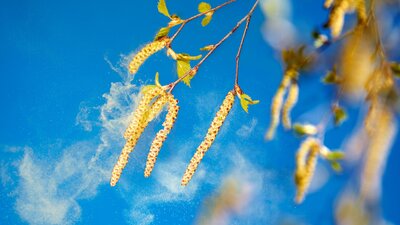 Heuschnupfen im Job | © AdobeStock | Ingo Bartussek