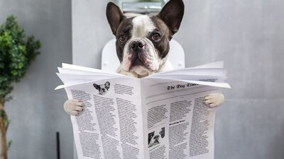 Pausen, Unfallschutz, Entfernung: Fakten zum Firmen-WC | © AdobeStock | Patryk Kosmider