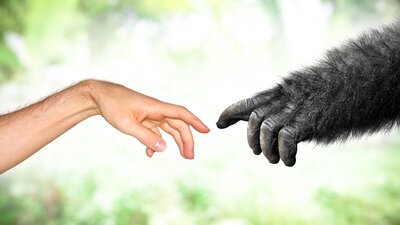 Mensch trifft Affe | © Adobe Stock|David Carillet