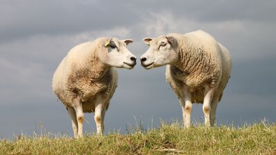 Irlands Wirtschaft | © AdobeStock | Alaska-Tom