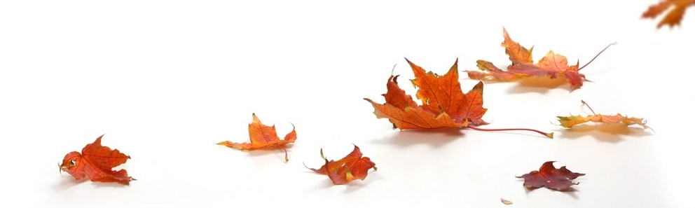 Herbstlaub | © 123RF | lilkar