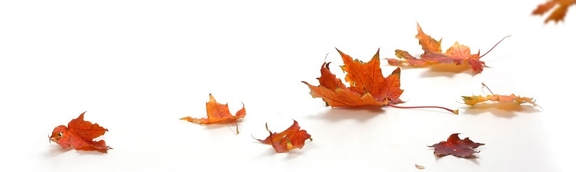 Herbstlaub | © 123RF | lilkar